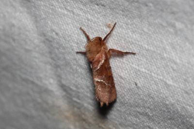 <i>Triodia sylvina</i>