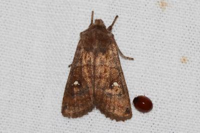 <i>Eupsilia transversa</i>