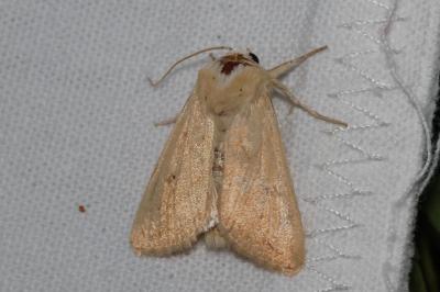 <i>Mythimna vitellina</i>