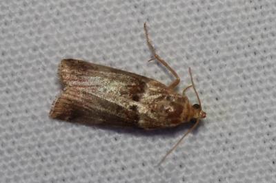 <i>Acrobasis tumidana</i>