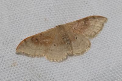 <i>Idaea degeneraria</i>