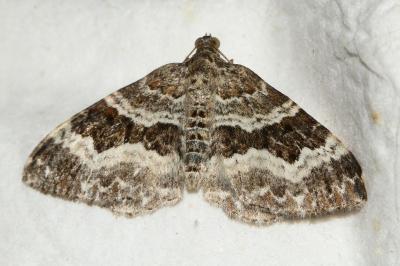 <i>Epirrhoe alternata</i>