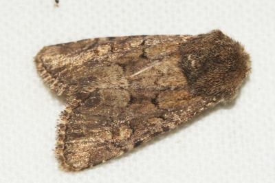 <i>Luperina testacea</i>