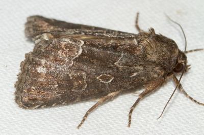 <i>Thalpophila matura</i>