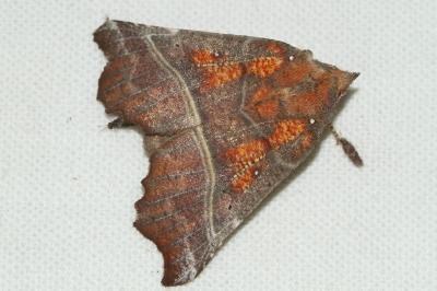 <i>Scoliopteryx libatrix</i>