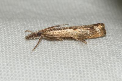 <i>Agriphila inquinatella</i>