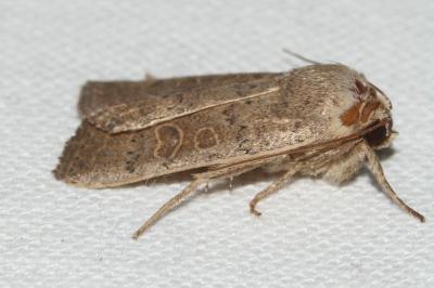 <i>Hoplodrina ambigua</i>