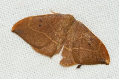 <i>Watsonalla binaria</i>