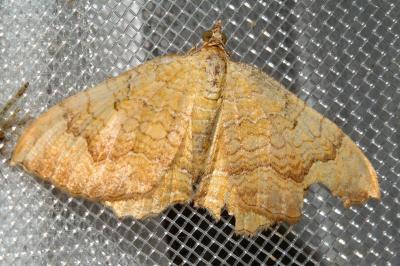 <i>Camptogramma bilineata</i>