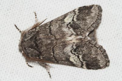 <i>Drymonia querna</i>