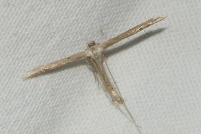 <i>Emmelina monodactyla</i>