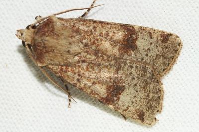 <i>Agrotis trux</i>
