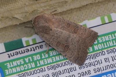 <i>Hoplodrina ambigua</i>