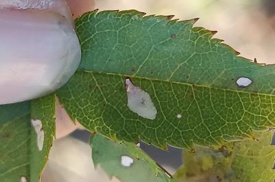 <i>Coptotriche angusticollella</i>