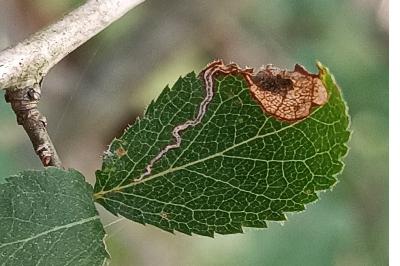<i>Stigmella plagicolella</i>