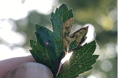 <i>Stigmella regiella</i>