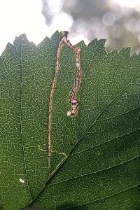 <i>Stigmella ulmivora</i>