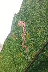 <i>Stigmella samiatella</i>
