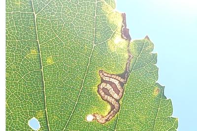 <i>Stigmella ulmivora</i>