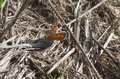 <i>Lycaena phlaeas</i>
