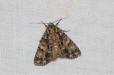 <i>Acronicta rumicis</i>