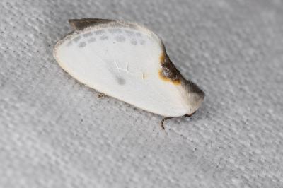 <i>Cilix hispanica</i>