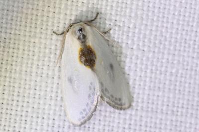 <i>Cilix hispanica</i>