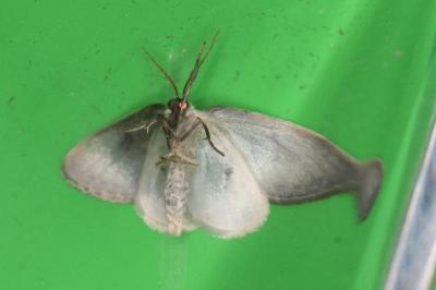 <i>Cilix hispanica</i>