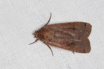 <i>Noctua pronuba</i>