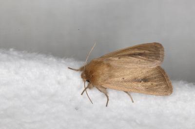 <i>Sesamia nonagrioides</i>
