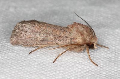 <i>Spodoptera exigua</i>