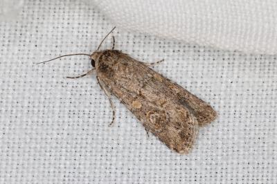 <i>Spodoptera exigua</i>