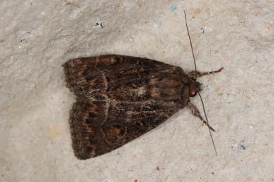 <i>Thalpophila matura</i>