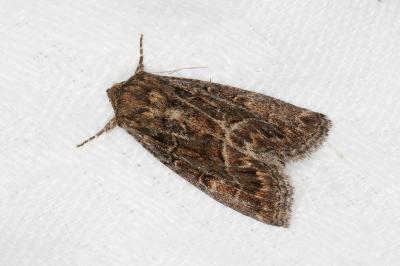 <i>Thalpophila matura</i>