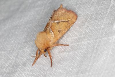 <i>Triodia sylvina</i>