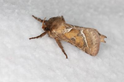 <i>Triodia sylvina</i>