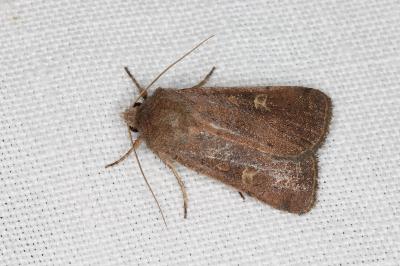 <i>Xestia xanthographa</i>