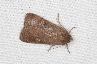 <i>Xestia xanthographa</i>