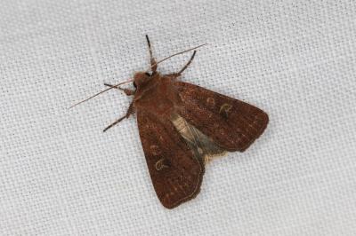 <i>Xestia xanthographa</i>