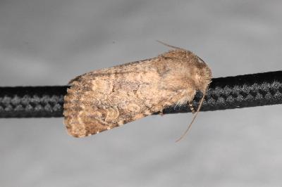 <i>Luperina testacea</i>
