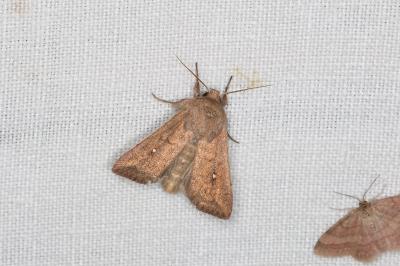 <i>Mythimna albipuncta</i>