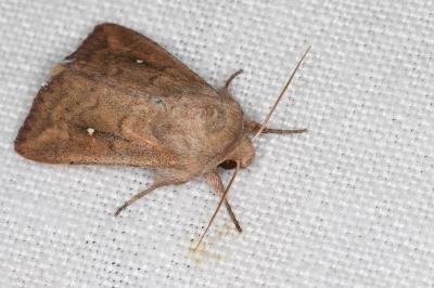 <i>Mythimna albipuncta</i>