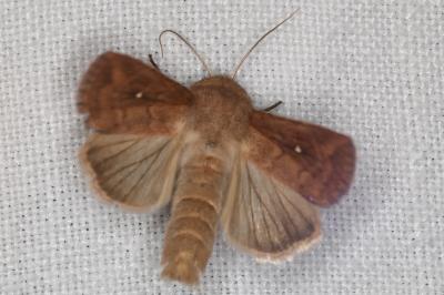 <i>Mythimna albipuncta</i>