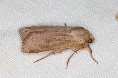 <i>Noctua comes</i>