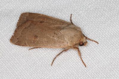 <i>Noctua comes</i>