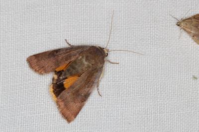 <i>Noctua janthe/janthina</i>