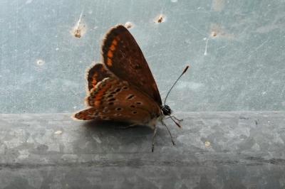 <i>Polyommatus icarus</i>