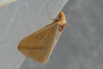 <i>Rhodometra sacraria</i>