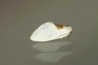 <i>Cilix</i>