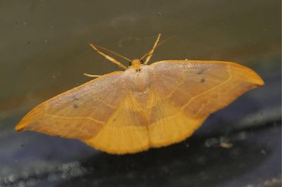 <i>Watsonalla binaria</i>